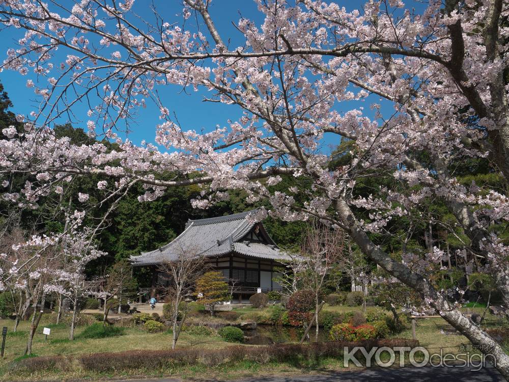 大御堂観音寺の本堂と桜