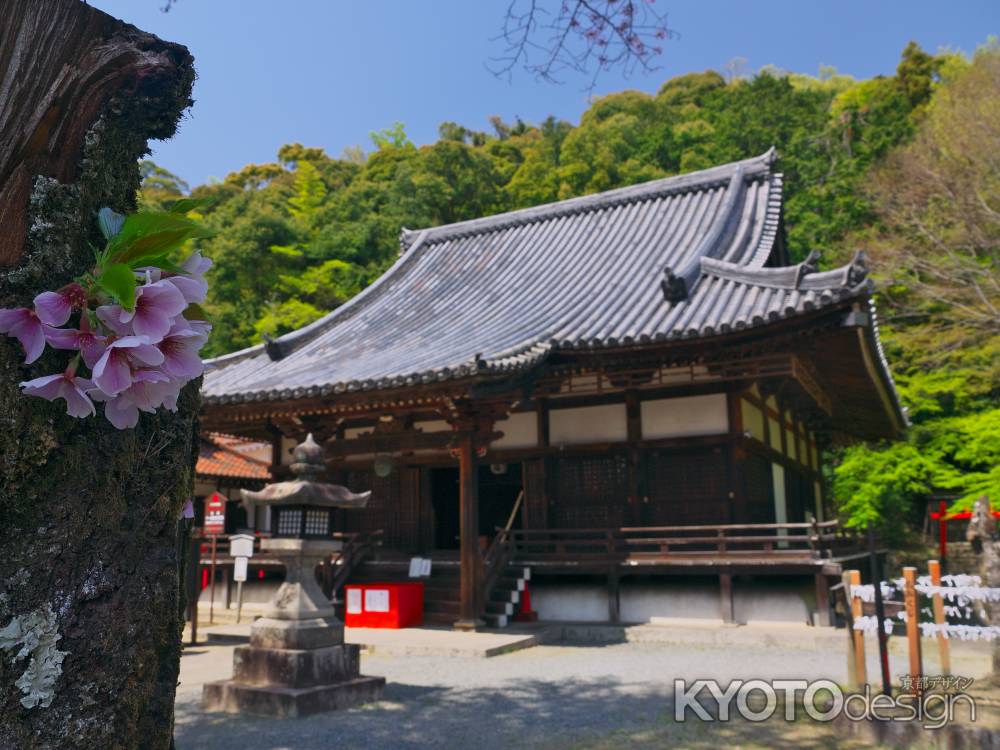 宝積寺の名残の桜