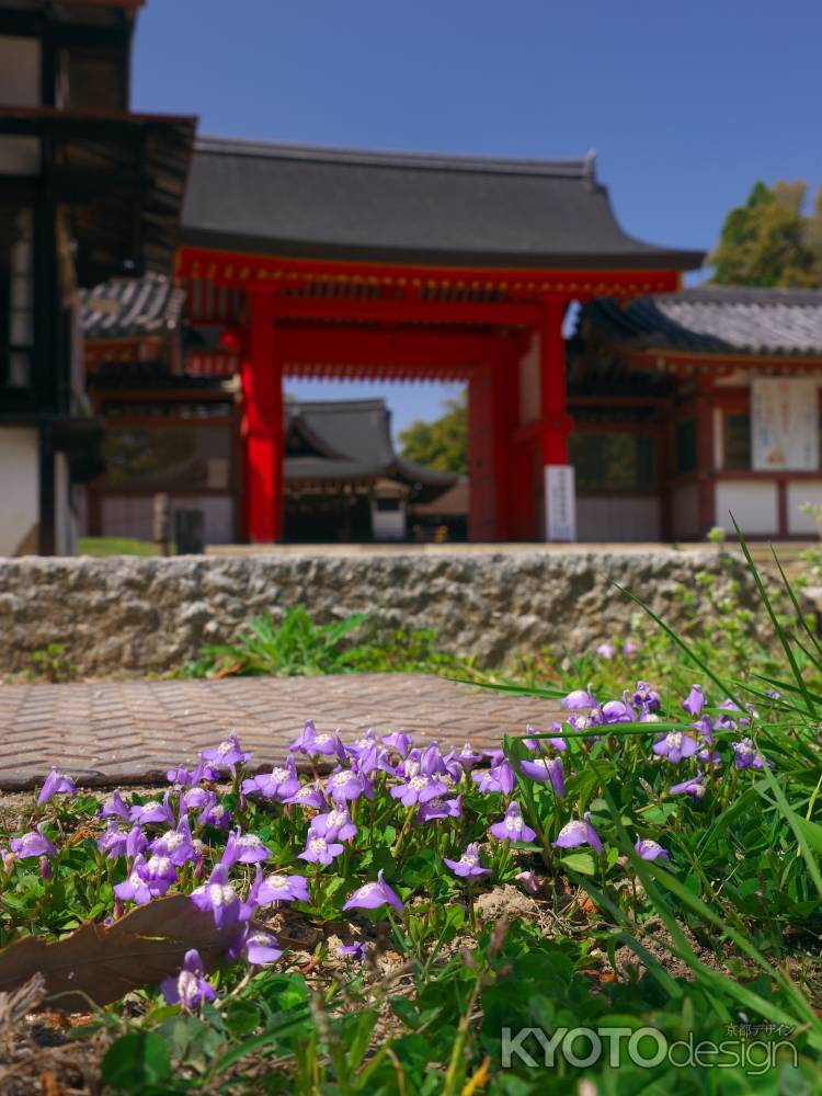 攝社高良神社そばのスミレ