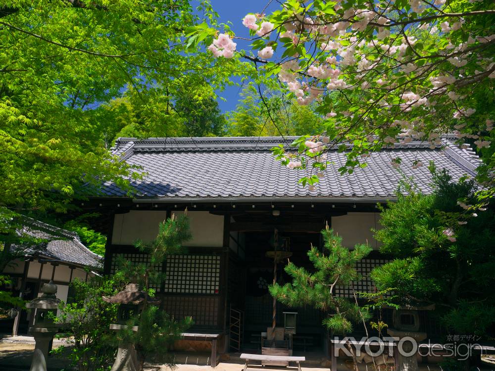 七面宮の桜