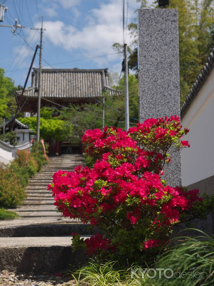 宝塔寺参道のツツジ