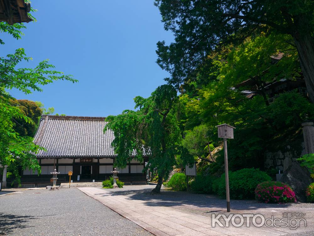 知恩院 勢至堂のサツキ