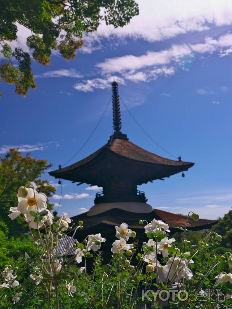 善峯寺の多宝塔と秋明菊