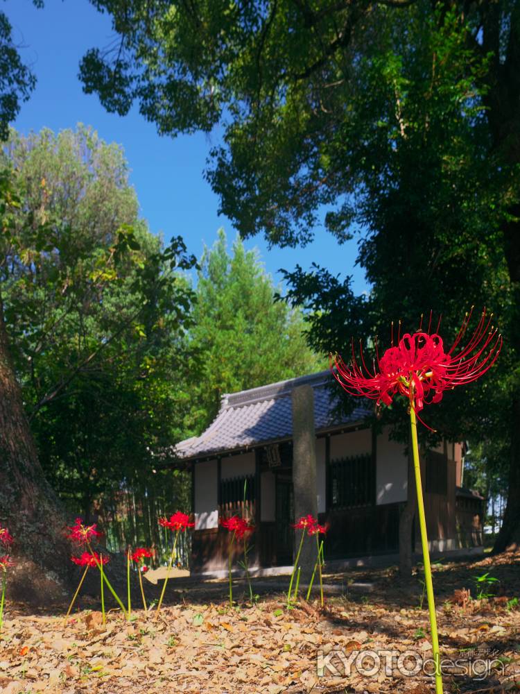 若宮八幡宮の彼岸花