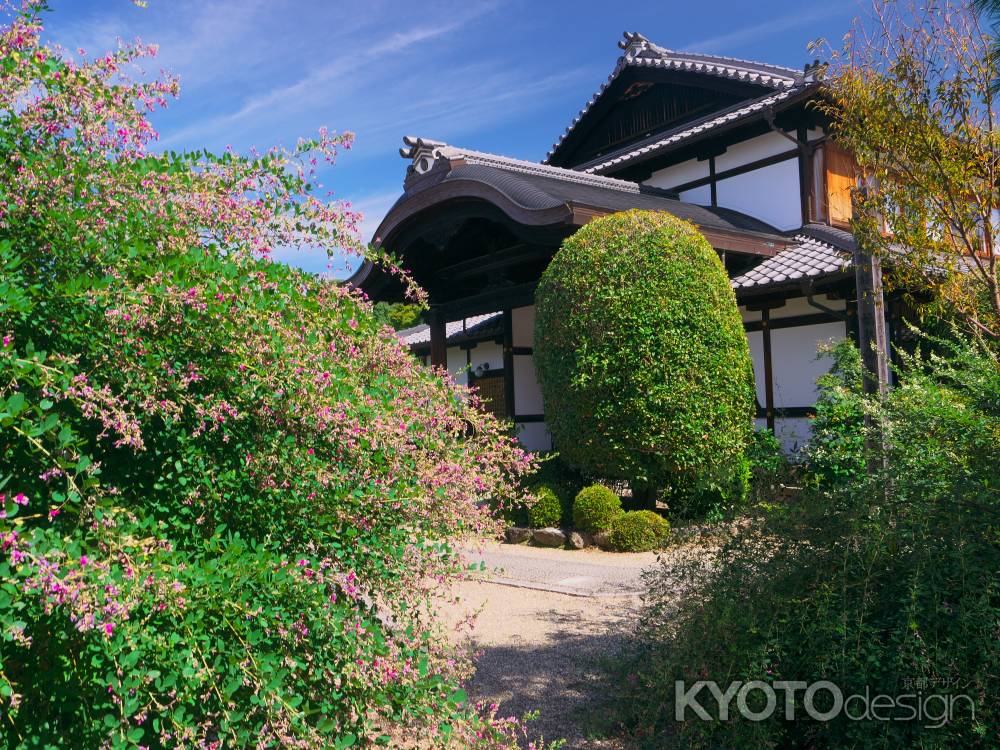 法住寺の萩