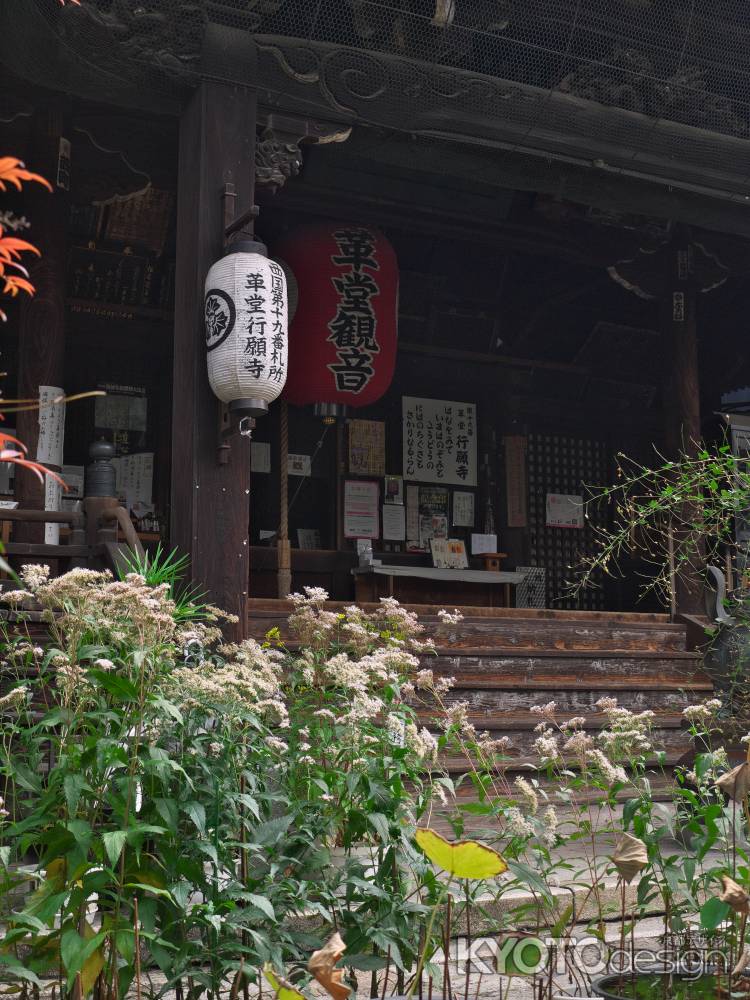 行願寺本堂前のフジバカマ