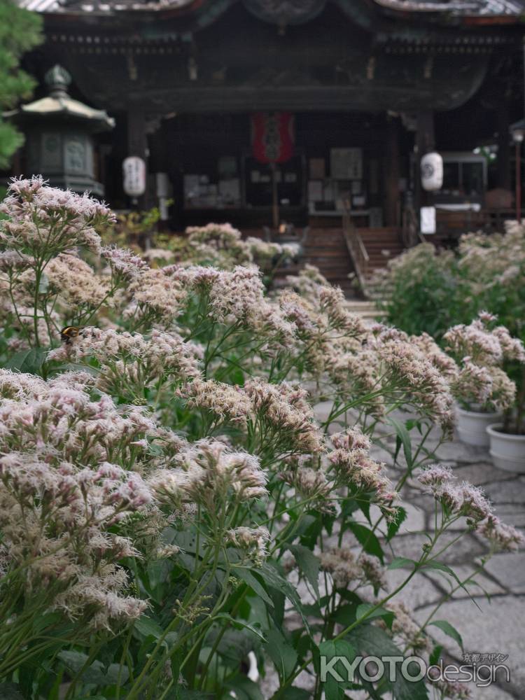 行願寺本堂前のフジバカマ