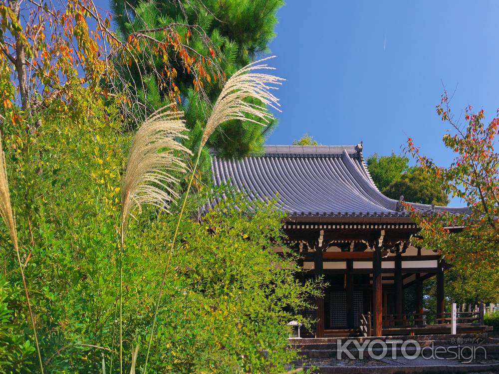 宝塔寺本堂とススキ