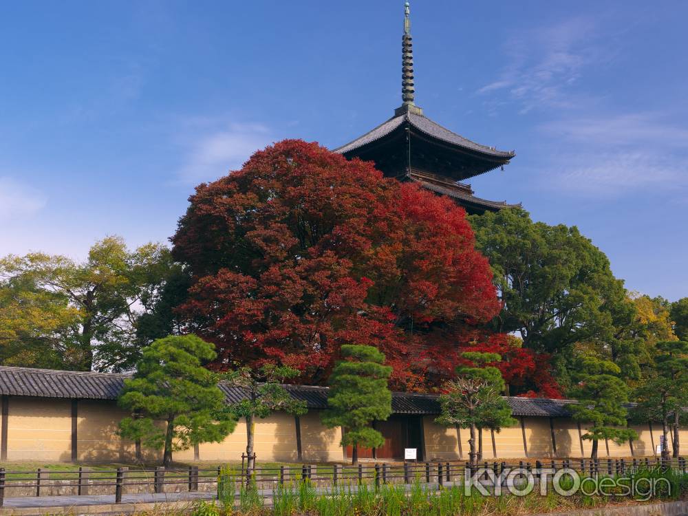 東寺五重塔と紅葉