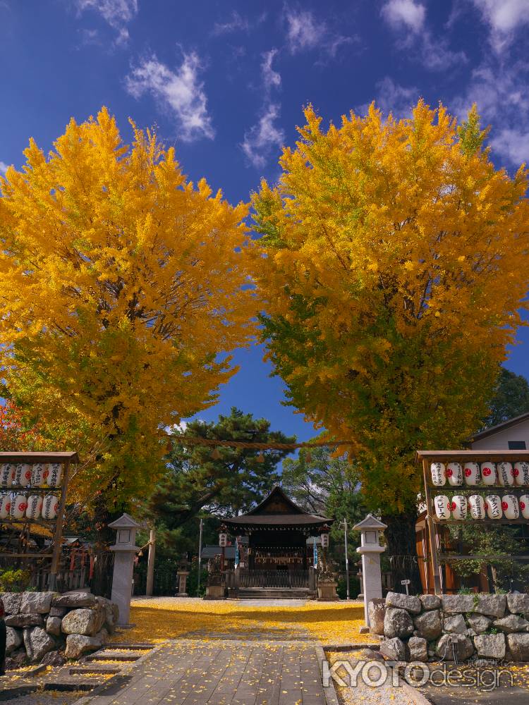 與杼神社の大銀杏