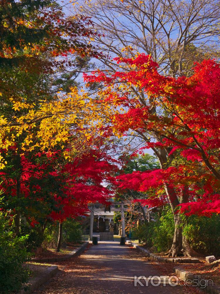 石田神社参道の紅葉