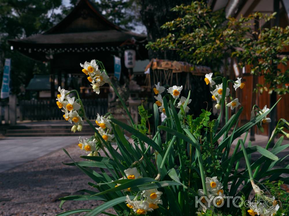 與杼神社の水仙