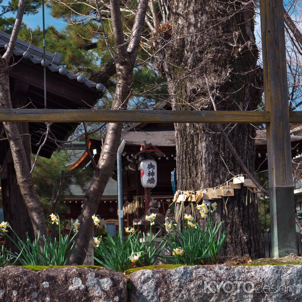 與杼神社（よどじんじゃ）の水仙