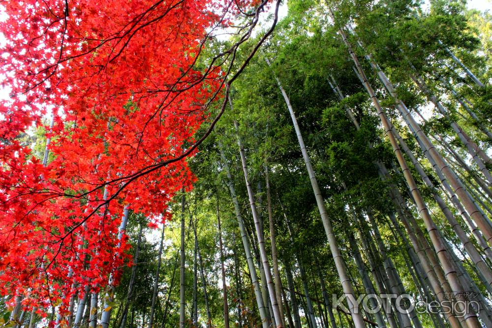 直指庵の竹林