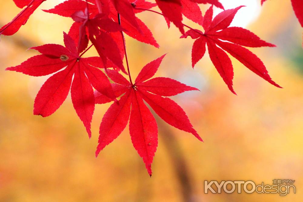 常照寺の紅葉