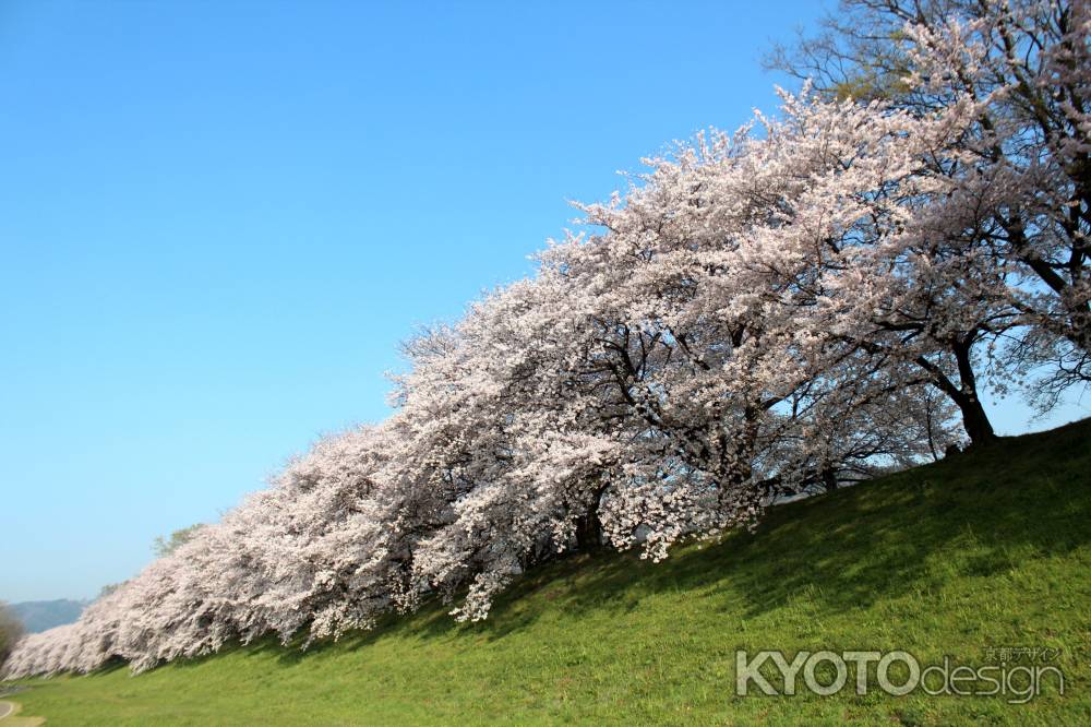 八幡背割堤の桜