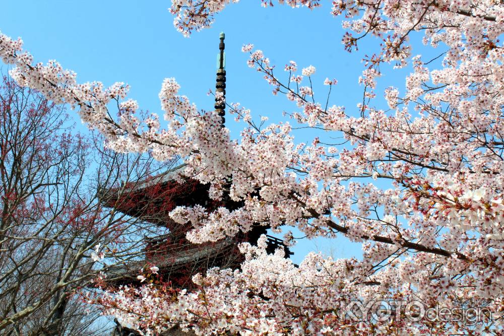 真如堂の桜