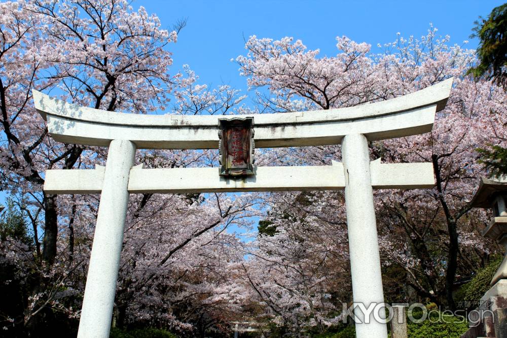 宗忠神社の桜