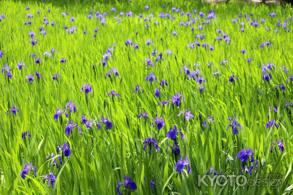 大田神社のカキツバタ