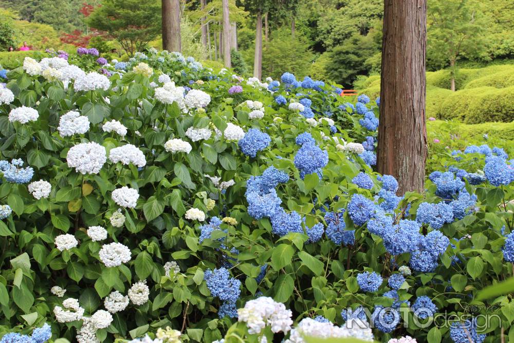 三室戸寺の紫陽花