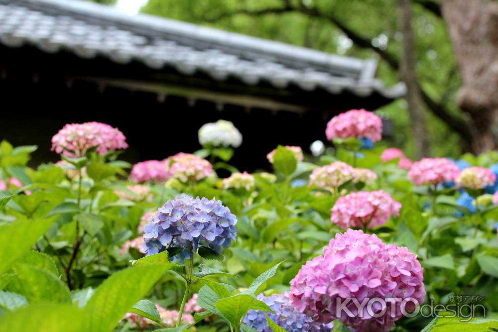 藤森神社の紫陽花