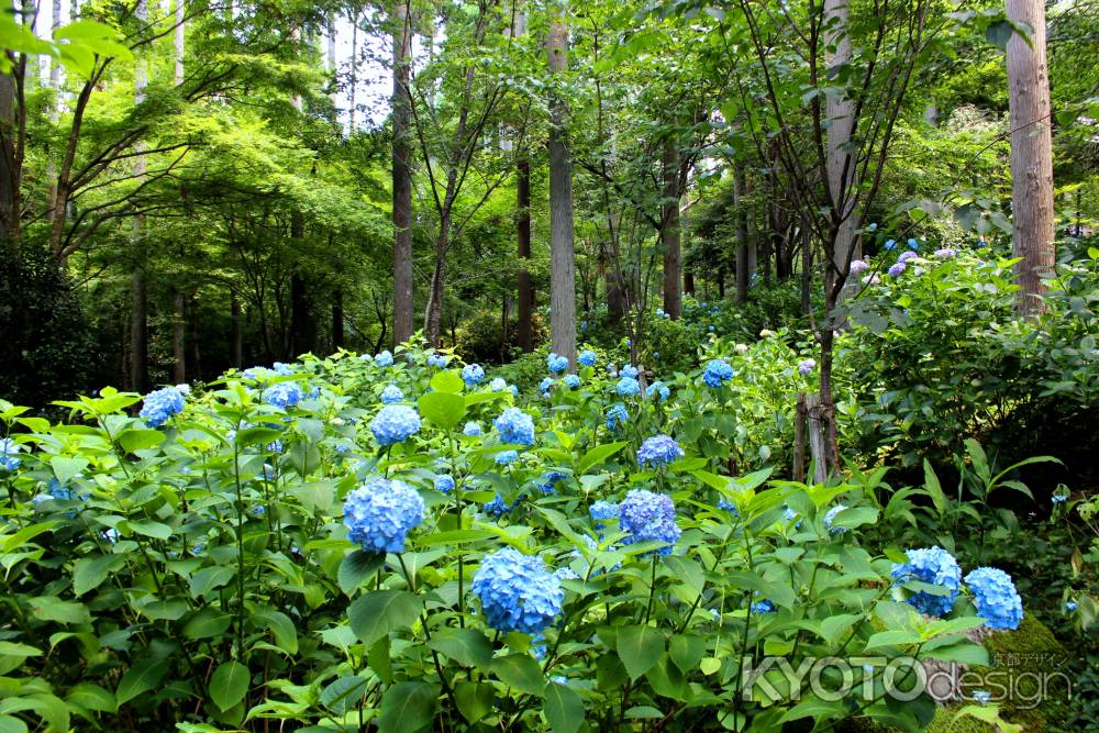 三千院の紫陽花