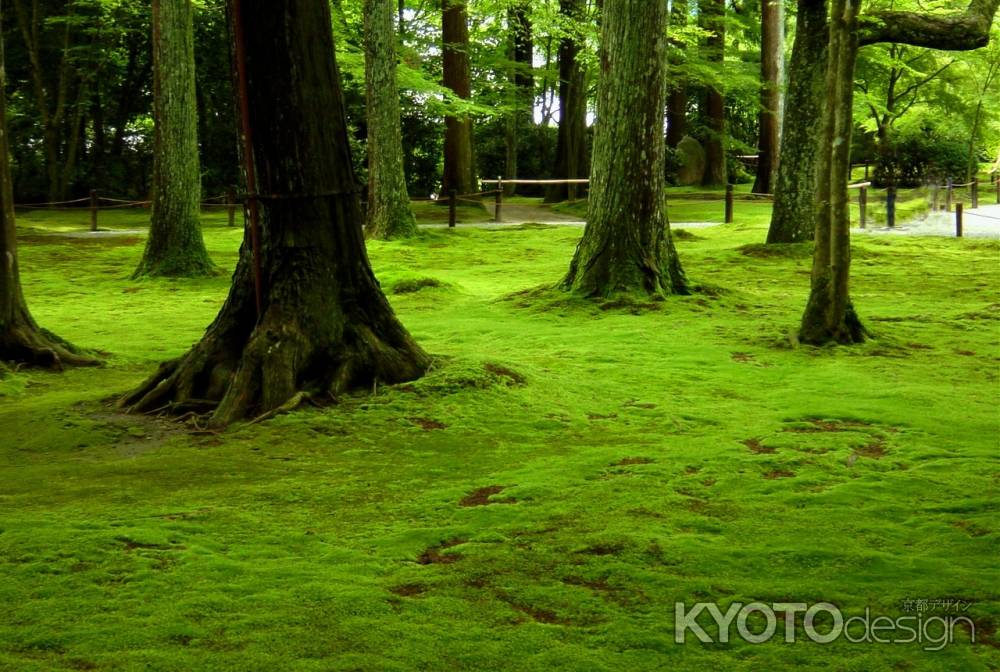 京都の夏・三千院