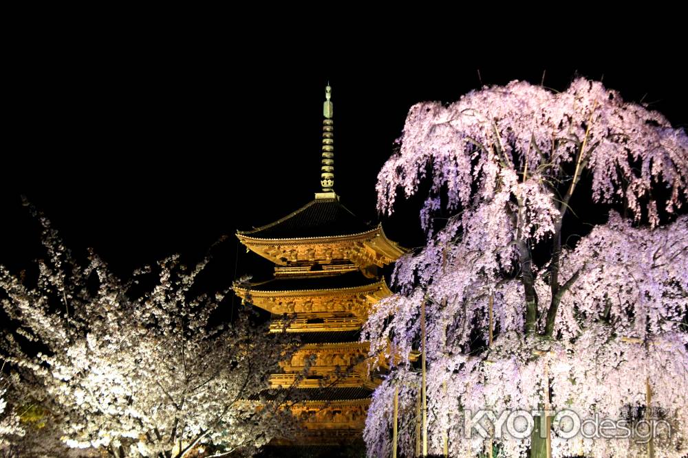京都１本桜２、東寺
