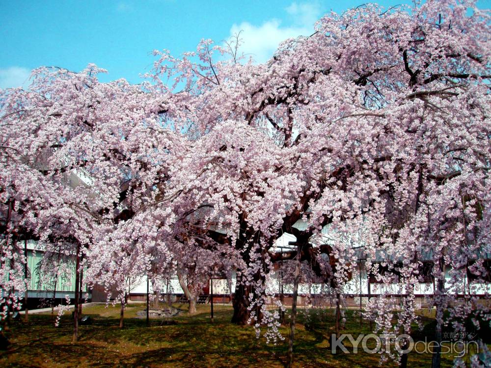 京都一本桜４、醍醐寺