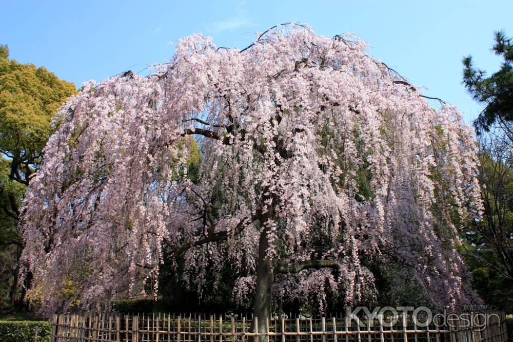 京都一本桜５、京都御苑