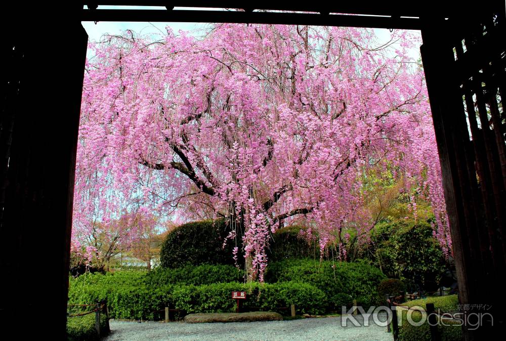 京都一本桜６、妙心寺退蔵院