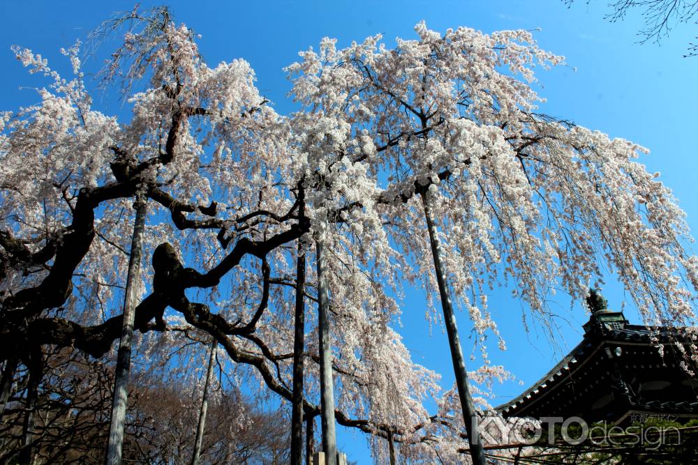 京都一本桜７、善峯寺