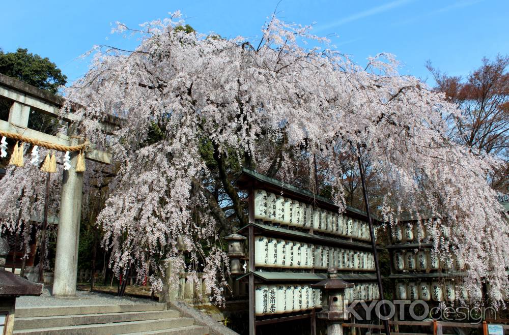 京都一本桜８、大石神社