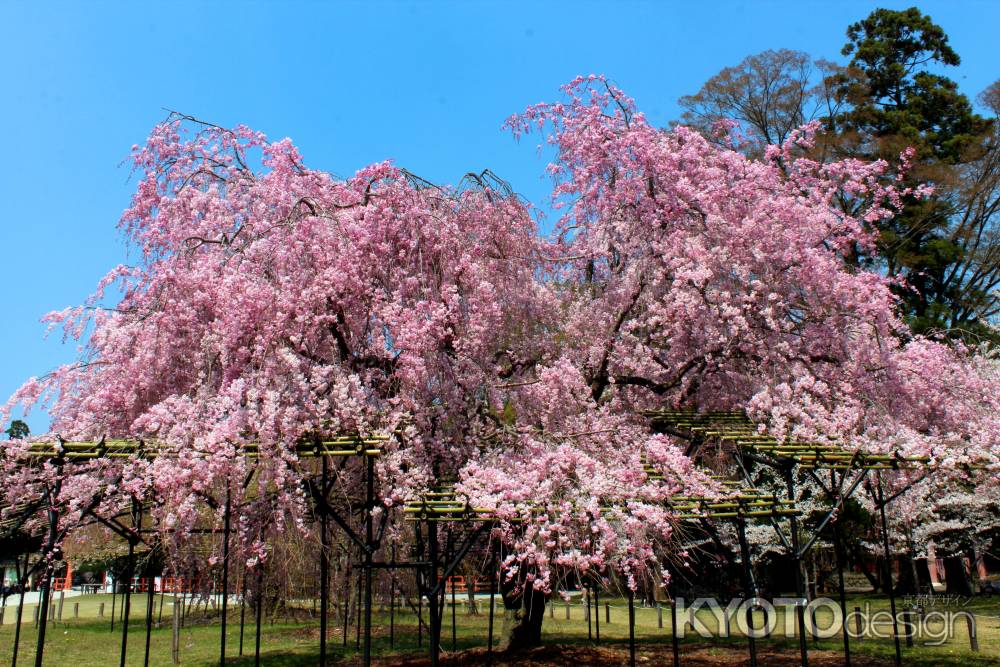 京都一本桜１１、上賀茂神社