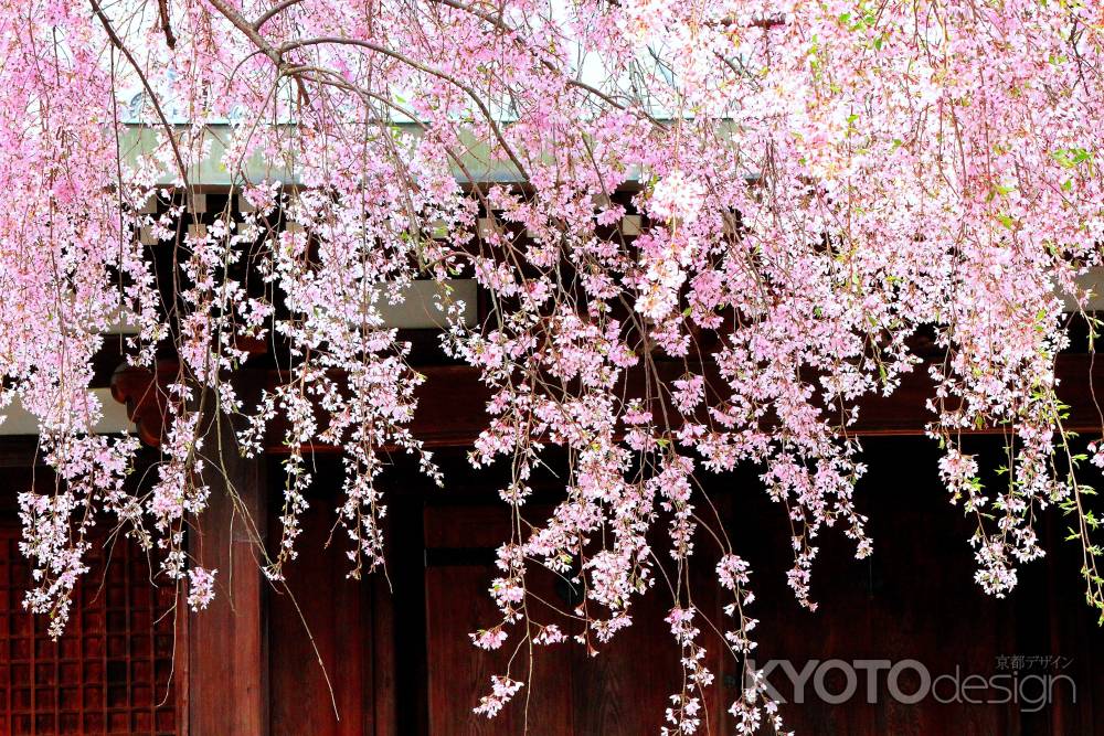 京都一本桜１３、法金剛院