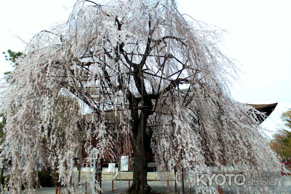 京都一本桜１４、千本釈迦堂