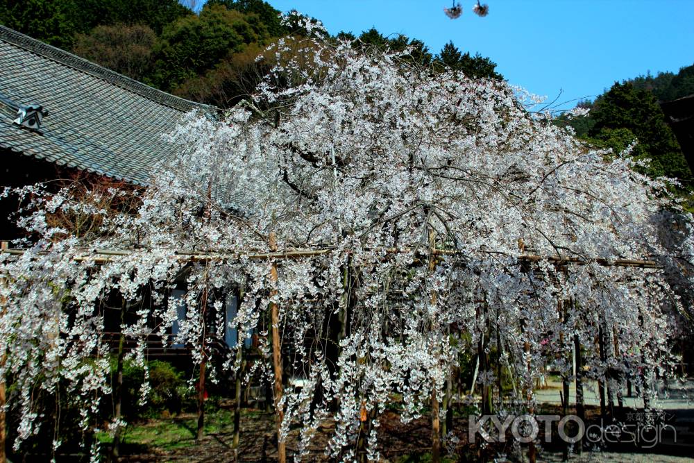 京都一本桜１７、毘沙門堂