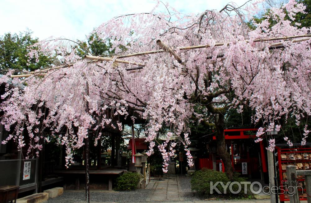 京都一本桜２０、水火天満宮