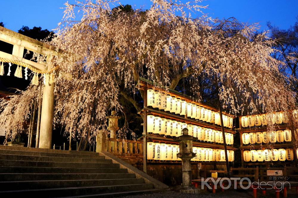 大石神社の桜ライトアップ