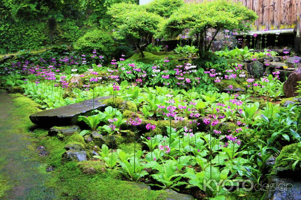 古知谷阿弥陀寺のクリンソウ