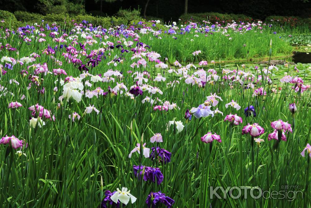 平安神宮のハナショウブ