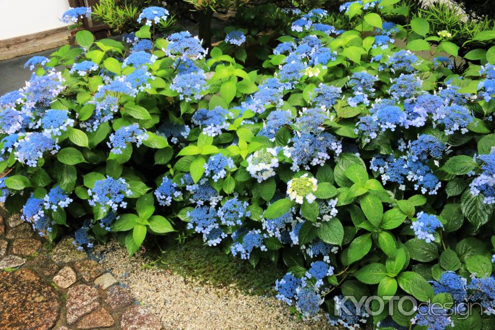 霊源院の甘茶