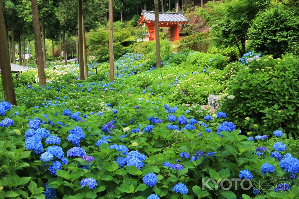 三室戸寺のアジサイ２