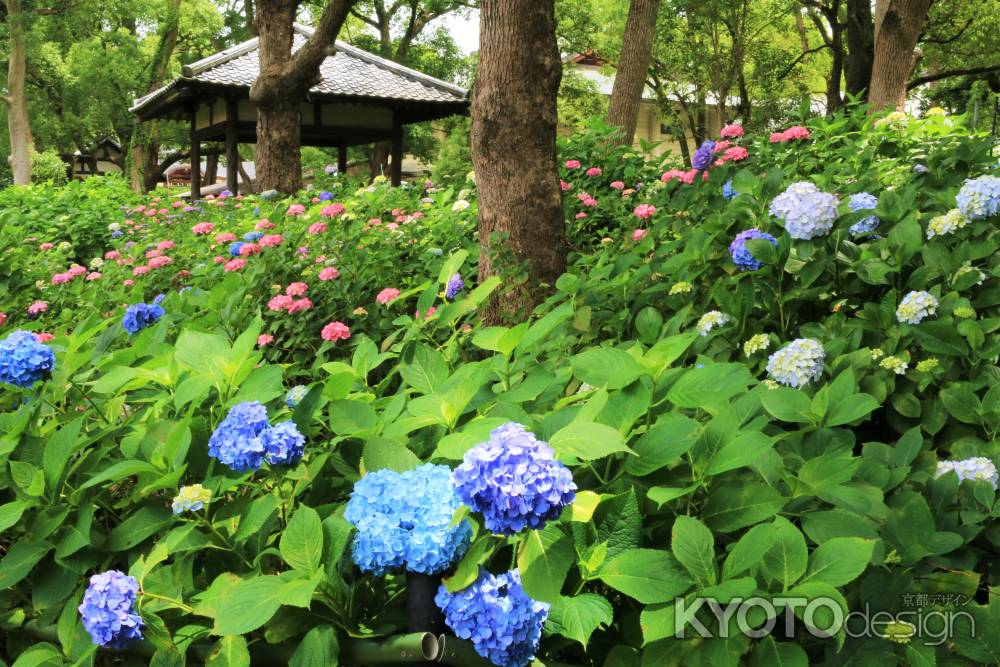 藤森神社のアジサイ２