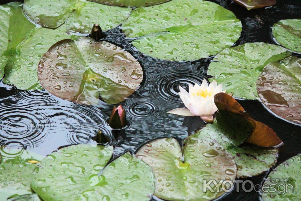 南禅寺天授庵のスイレン