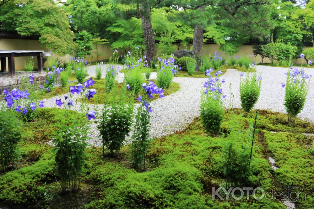 蘆山寺のキキョウ