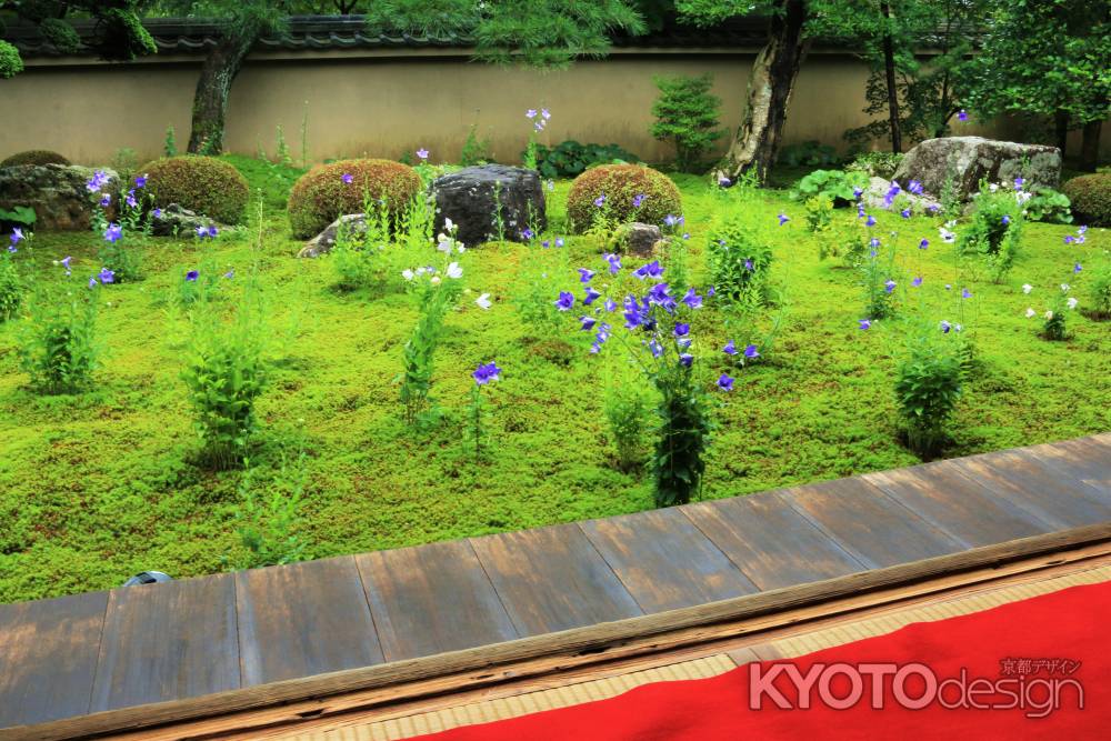 東福寺天得院のキキョウ