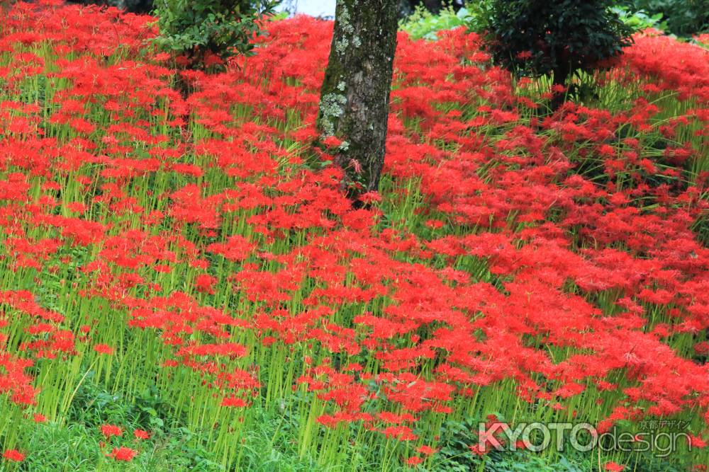 大原の彼岸花２