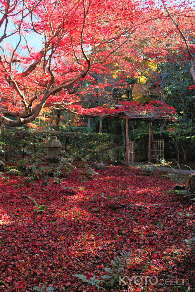 厭離庵紅葉2016