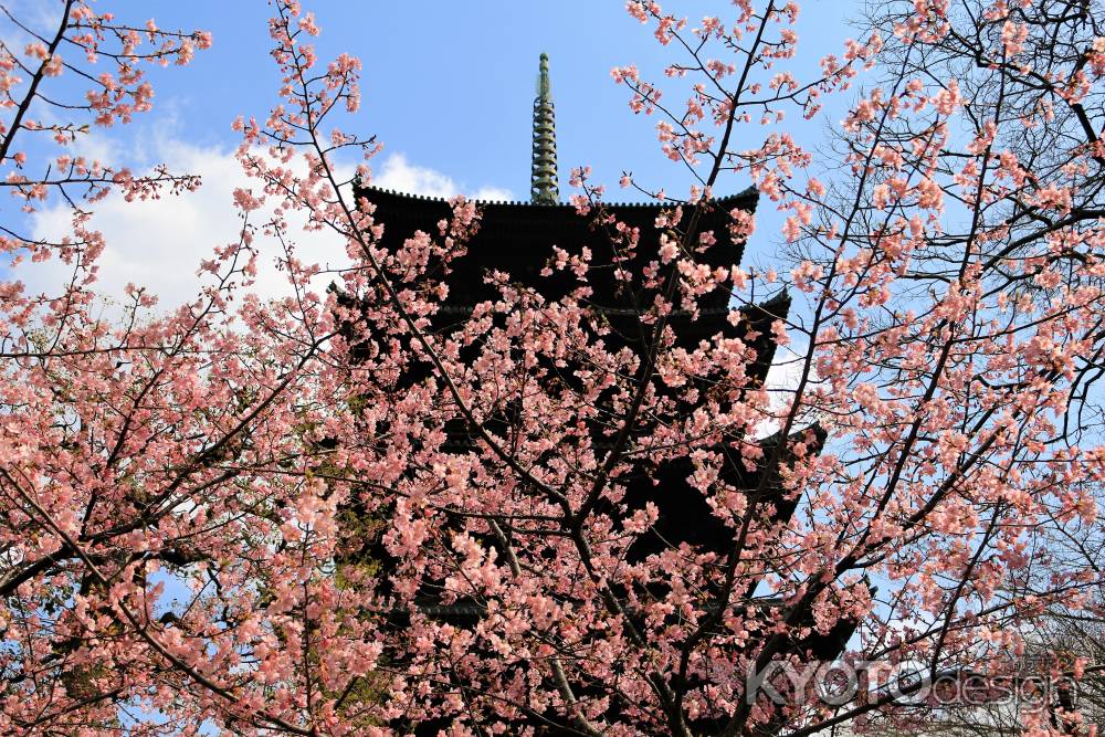 東寺の河津桜から